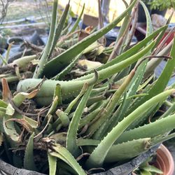 Aloe Vera 