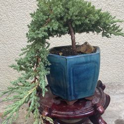 Bonsai Cascade Style Japanese Garden Juniper $55 Each