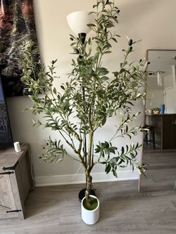 Olive Tree