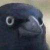 RavenReddington