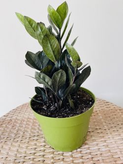 Raven Zz Plants