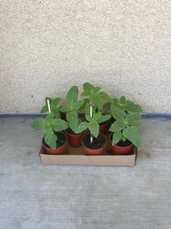 Sunflower plants