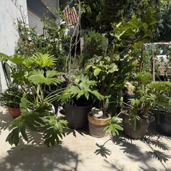 Plants Galore!