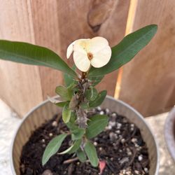 Planta Corona De Cristo