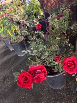 Differentes Plantas y precious