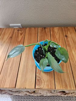 Philodendron Silver Sword (Blue pot)