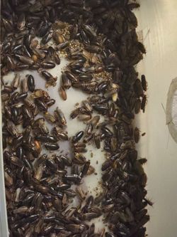 Dubia roaches