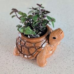 🐢 Hand-Painted Tortoise Planter with Live Turtle Vine 🌿
