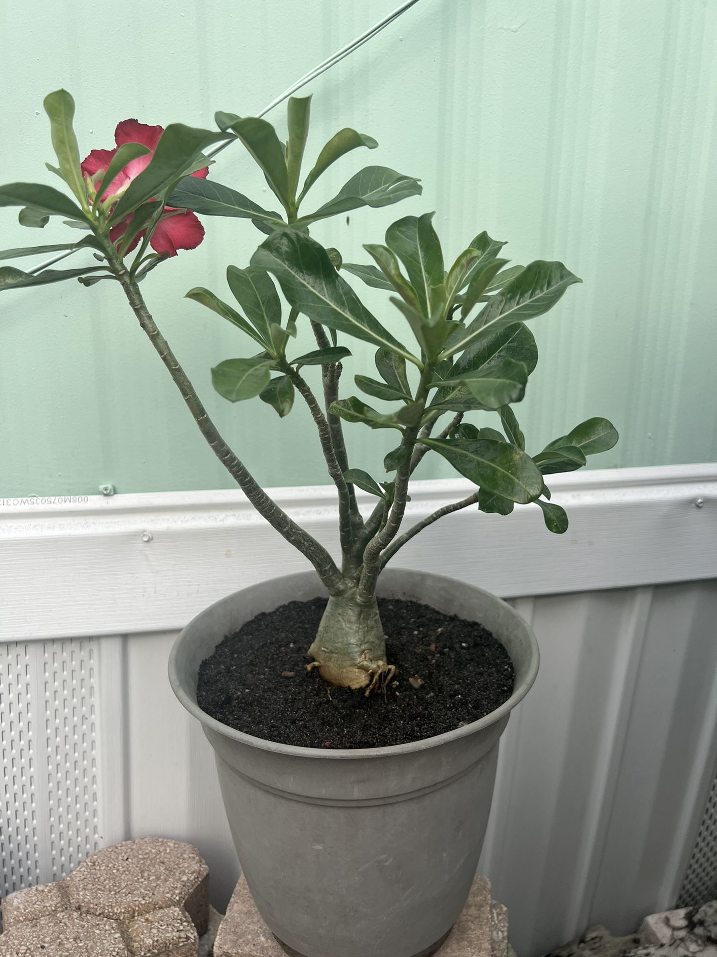 Desert Rose . Rosa Del Desierto