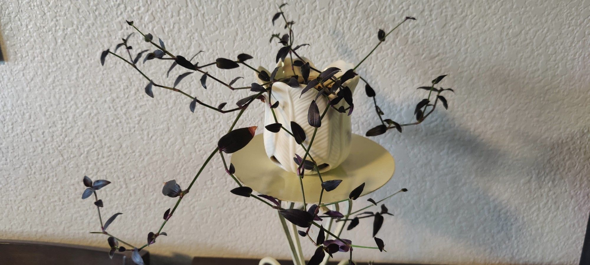 Beautiful Deep Purple Tradescantia Plant