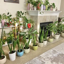 Indoor Plants Sale 15% OFF