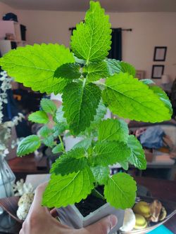 Lemon Balm in Concrete Planter - Square