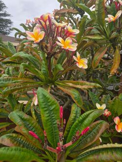 Beautifol rainbow plumeria stalkrainbow plumeria