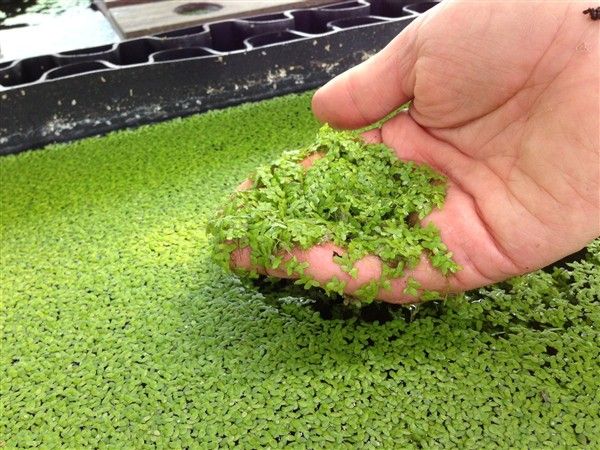 Bag of Duckweed