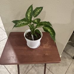 BEAUTIFUL Plants “MARKDOWN $15