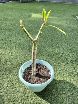 Potted Pink Plumeria