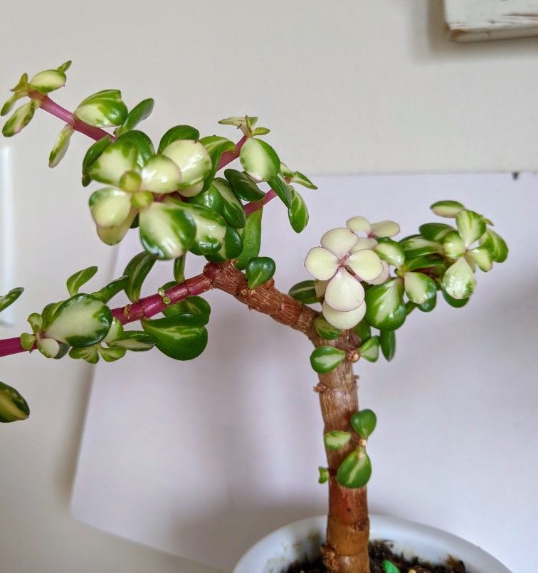 Midstripe Rainbow Bush Small Succulent Plant