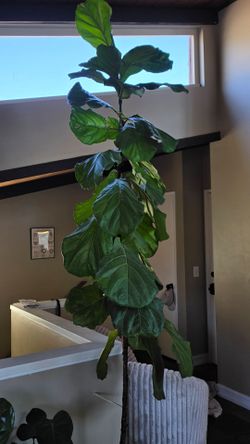 fiddle leaf fig plant