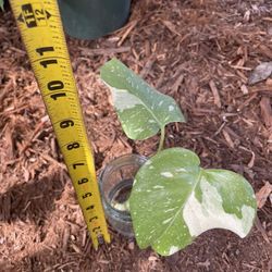 Thai Constellation cutting; exact one $20 each; 95820