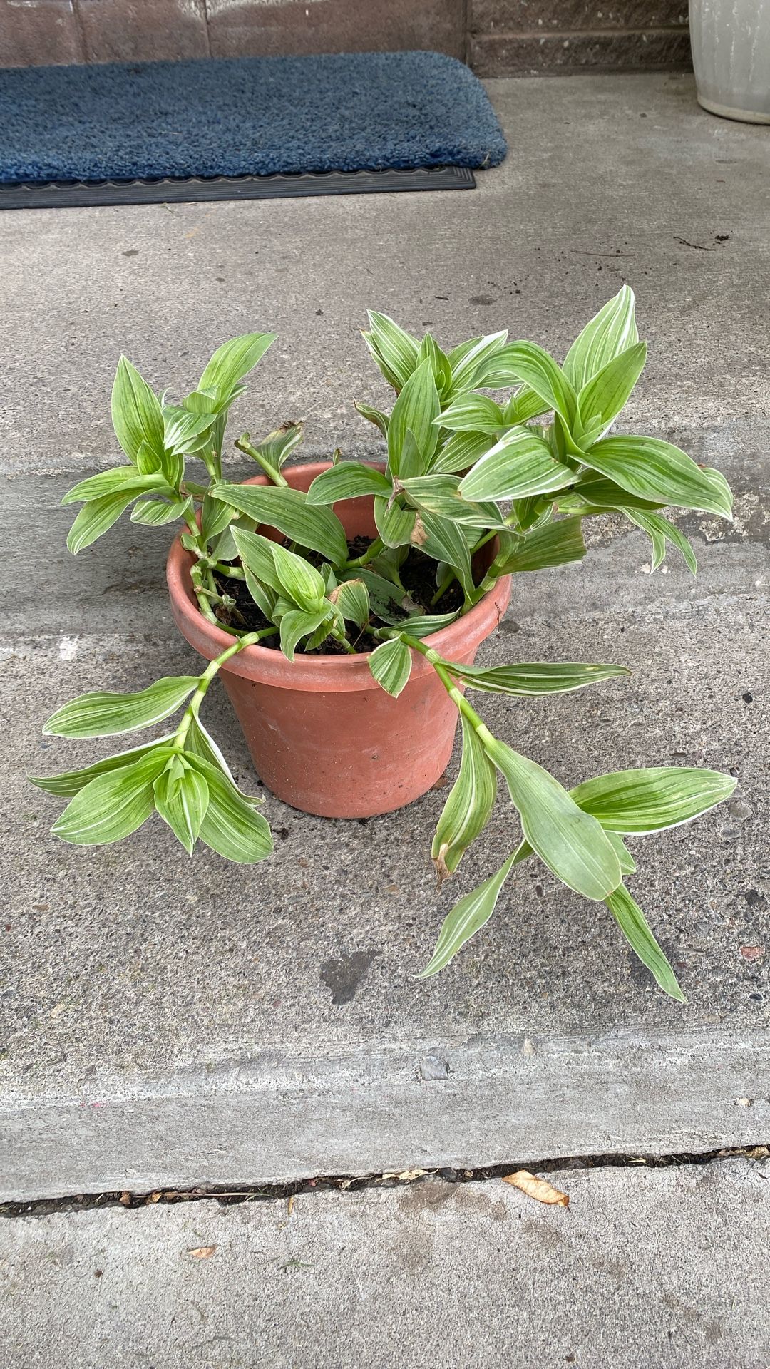 Trandescantia