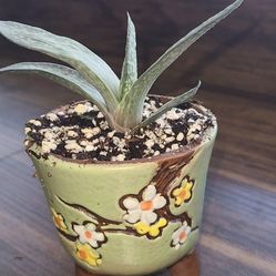 Gasteria Succulent