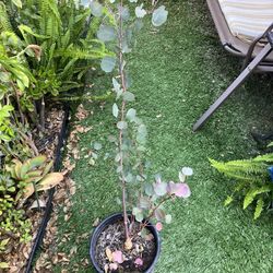 Eucalyptus Tree, 4ft Tall