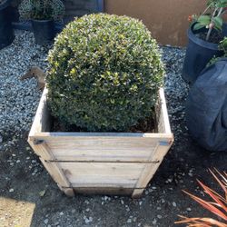 Boxwood Globe