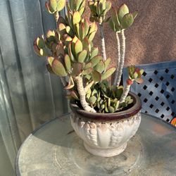 Succulent In Ceramic Pot