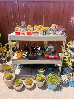 Beautiful n healthy succulents