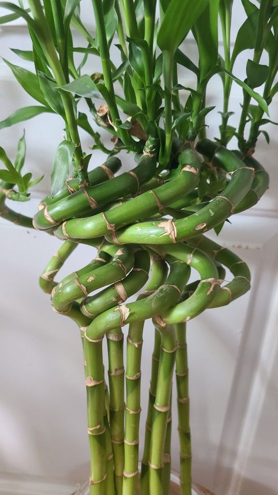 10 Stalks Of Spiral Lucky Bamboo Plant 