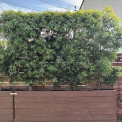 6 Fern Pine Trees $60-$200