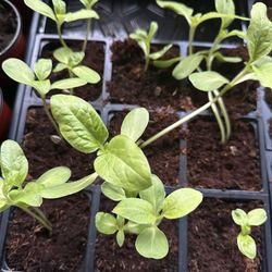 Sunflower seedlings 9 pot starter tray $8 for everything 