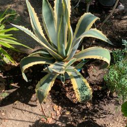 Plant 