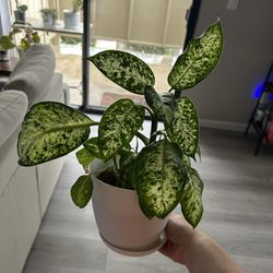 houseplant 