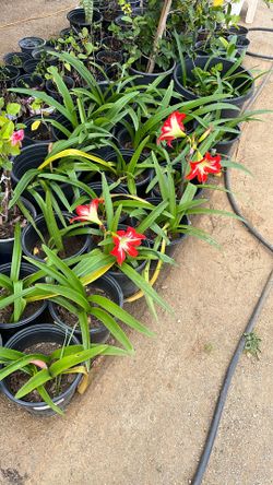 Amaryllis’s Flowers Pots