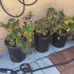 Roses Plants 4 