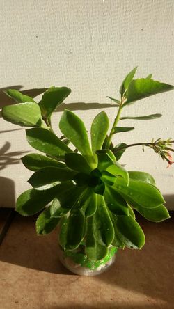 Cute succulents