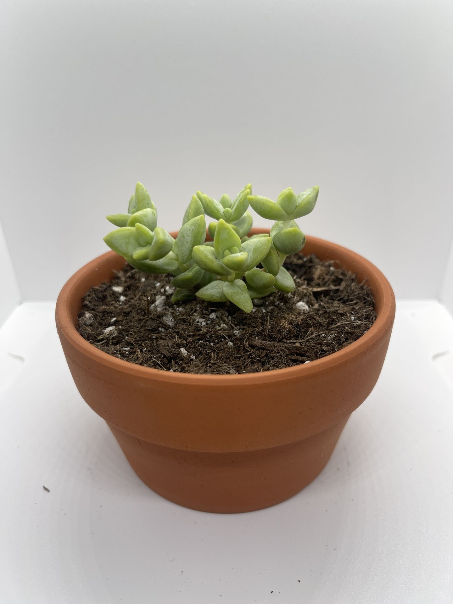 Adopt a Succulent – Premium Terracotta Pot
