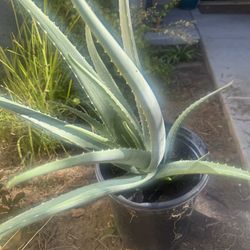 Planta De Zavila