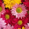 Flor
