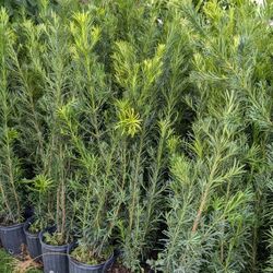 Podocarpus Over 4 Feet Tall Instant Privacy Hedge For Fence