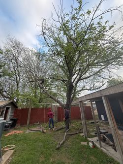 GOOD PRICES ON TREE 🌲