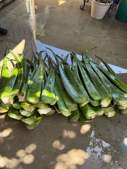 Fresh and healthy organic aloe Vera plant comes with succulents plants $30 each hablo español.
