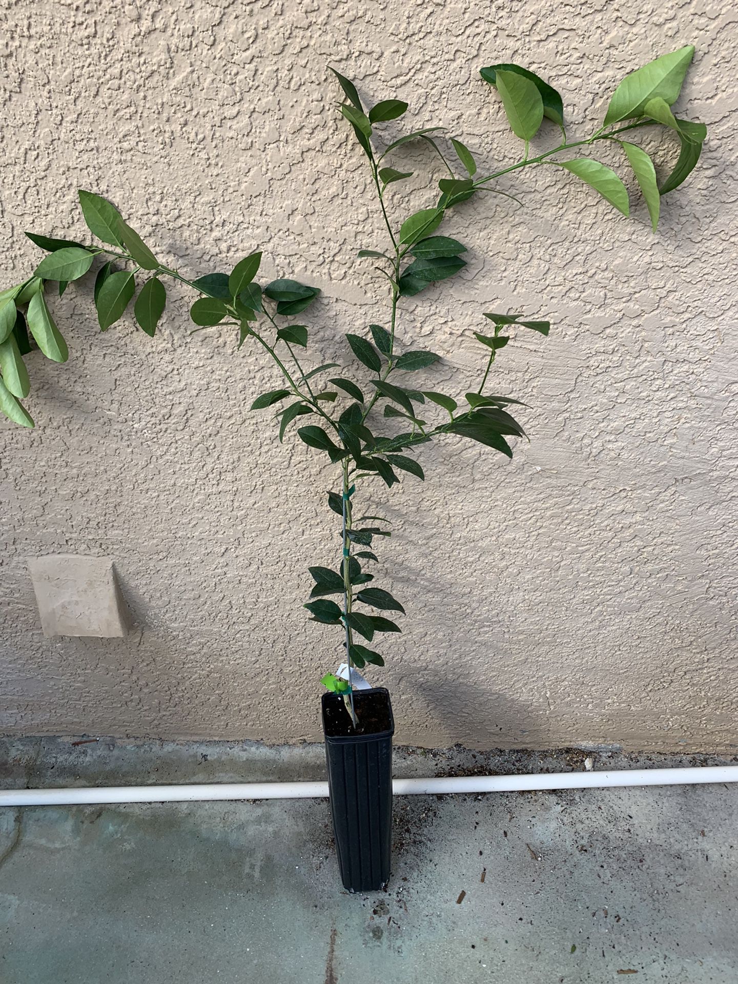 Grafted Key Lime Tree 