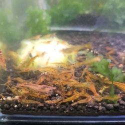 Shrimp Tangerine Tiger