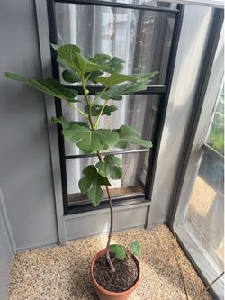 Fig tree