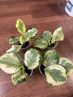 Peperomia obtusifolia variegata/green edge plant