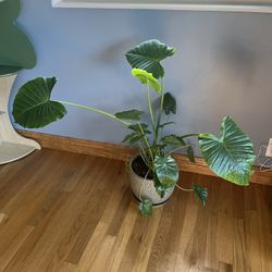 House Plant 