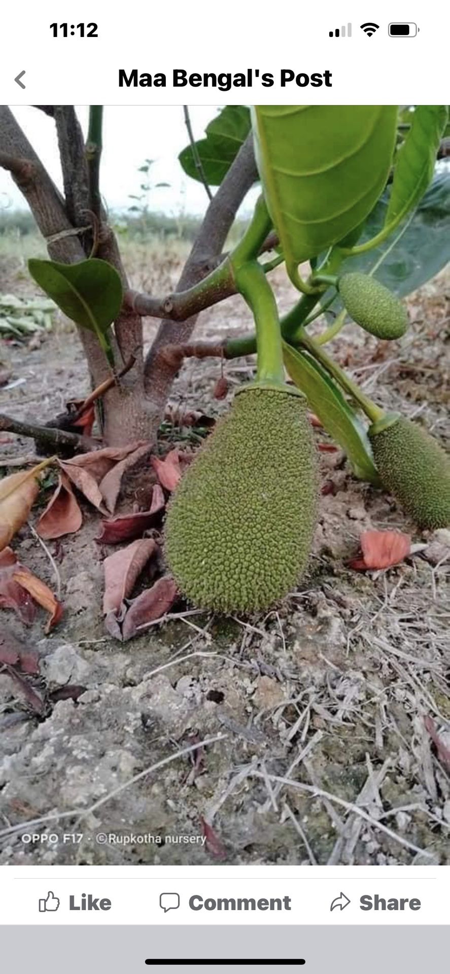 Very Sweetan Juicy Inside Yellow color Jackfruit Tree