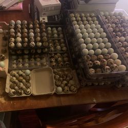 Quail Eggs